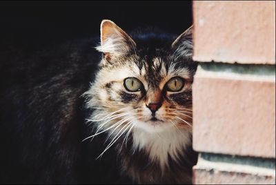 Close-up portrait of cat by wall