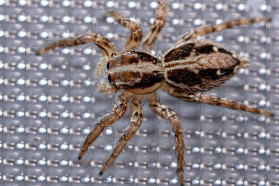 Close-up of spider