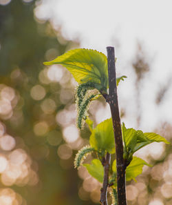 Close-up of yellow flowering plant