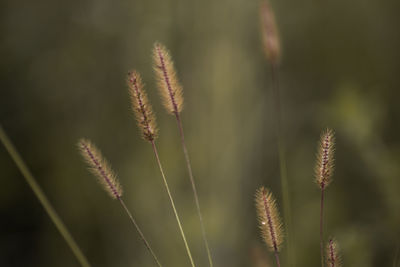 Close-up of grass growing outdoors