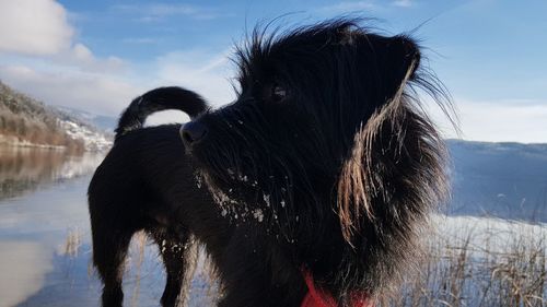 Close-up of dog by lake against sky during winter