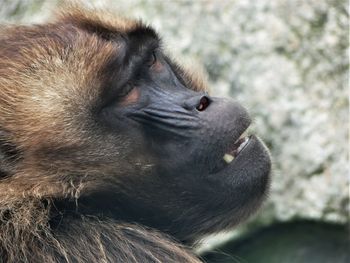 Close-up of a monkey looking away