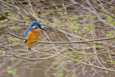 kingfisher Bird