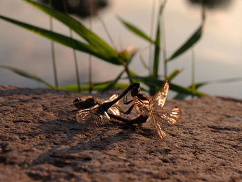 Close-up of insects on rock