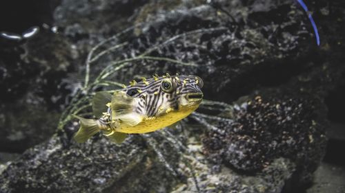 Close-up of turtle swimming on rock