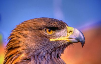 Close-up portrait of a bird