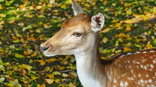 Close-up of deer on field