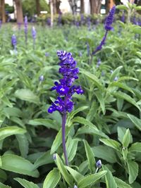 Close-up of purple flowering plants