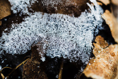 Close-up of frozen ice