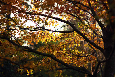 Low angle view of trees against sky