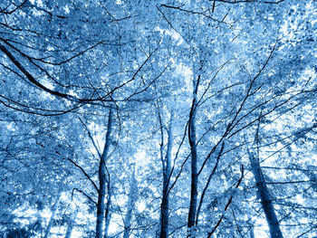 Low angle view of bare trees against blue sky