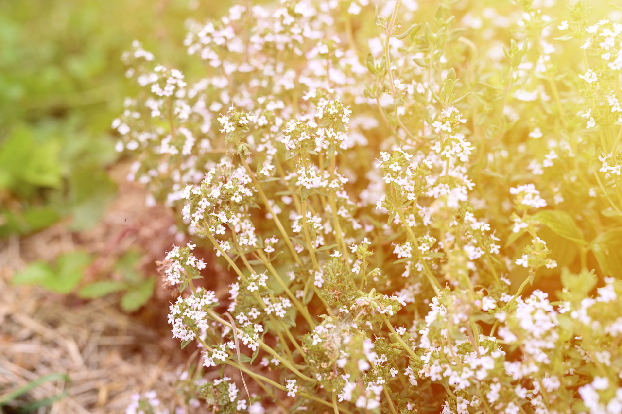 CLOSE-UP OF WHITE FLOWERING PLANT