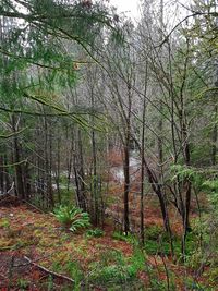 Trees in forest