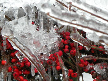 Close-up of frozen red berries during winter