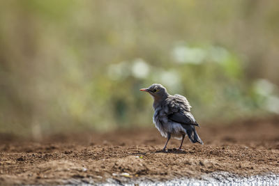 Close-up of bird perching on field