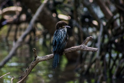 Bird perching on branch