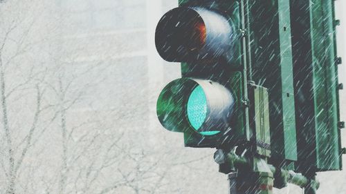 Close-up view of leaf