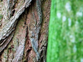 Close-up of tree trunk