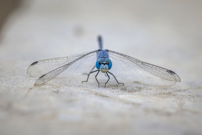 Close-up of dragonfly