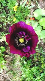 Close-up of fresh purple flower in field