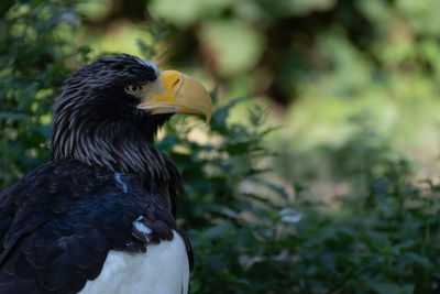 Close-up of a bird looking away