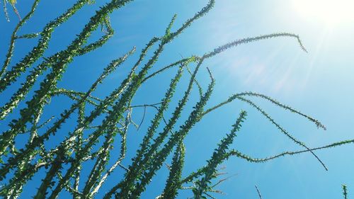 Low angle view of plants against sky