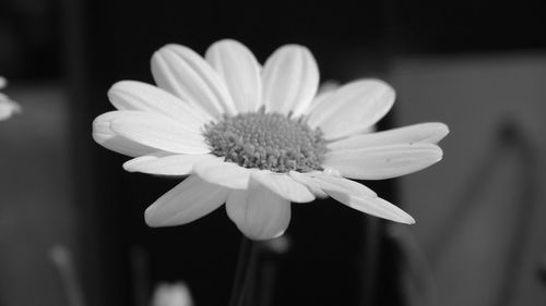 Close-up of daisy flower