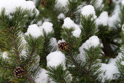Close-up of snow covered pine trees