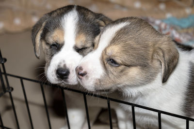 Two cute 3 week old beagle puppies behind a fence