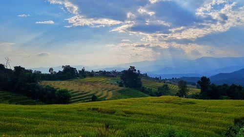 Scenic view of agricultural field against sky