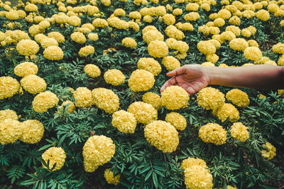 Close-up of hand holding yellow flowers