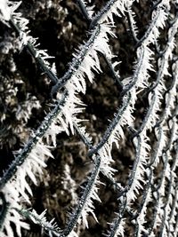 Close-up of frozen tree branch