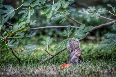 Squirrel on a tree