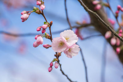 Close-up of cherry blossoms in spring