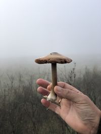 Person holding mushroom