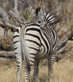 View of a zebra