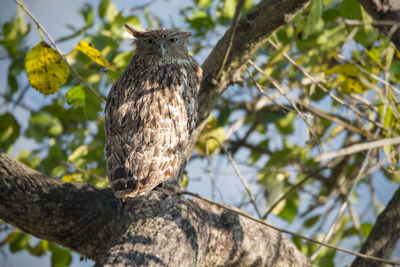 Low angle view of bird perching on branch