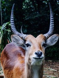 animal