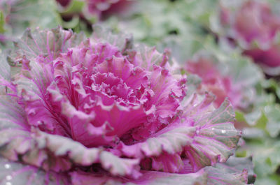 Close-up of pink rose flower