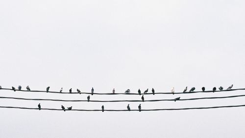 Birds flying against clear sky