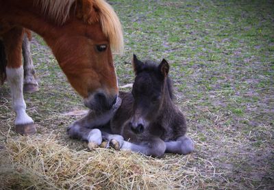 Close-up of horses on field