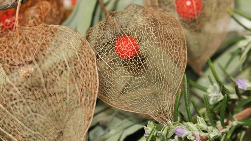 Close-up of strawberry