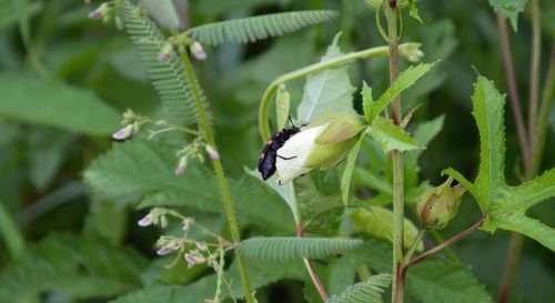 Close-up of insect on plant