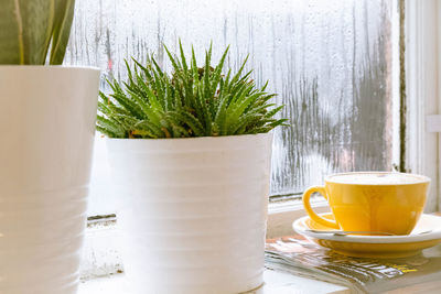 Close-up of tea served on table