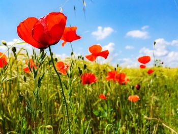 Red poppy flowers blooming on field against sky during sunny day