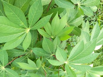 Full frame shot of green leaves