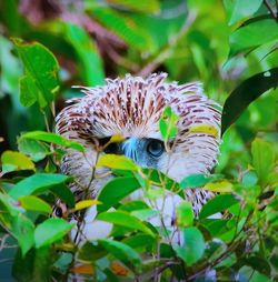 Close-up of bird perching on plant