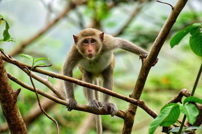 Portrait of monkey on tree