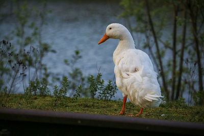 Close-up of a bird