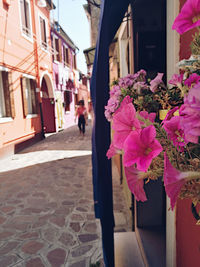 View of pink flowers on street